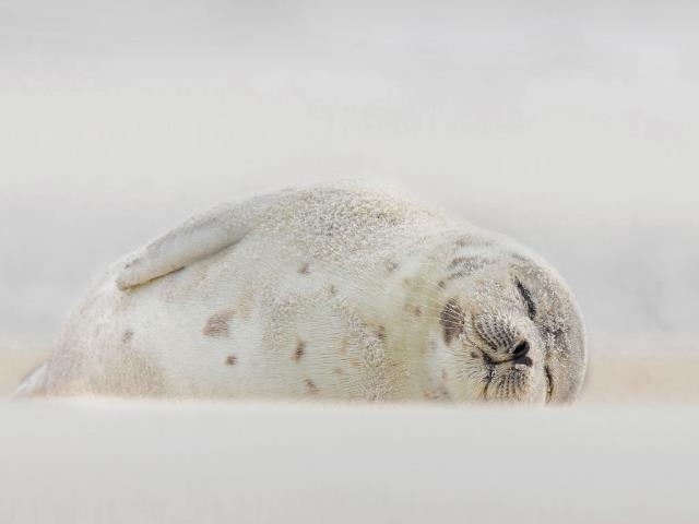 睡在海滩上的竖琴海豹，纽约长岛