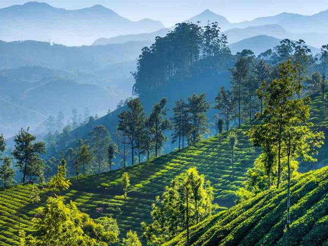 慕那尔山区的茶园，印度喀拉拉邦