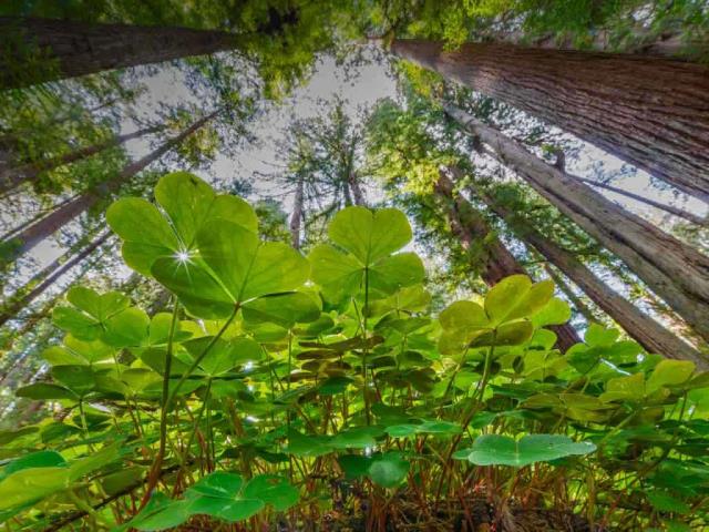 生机盎然的酢浆草和红杉树，美国大草原溪红杉州立公园