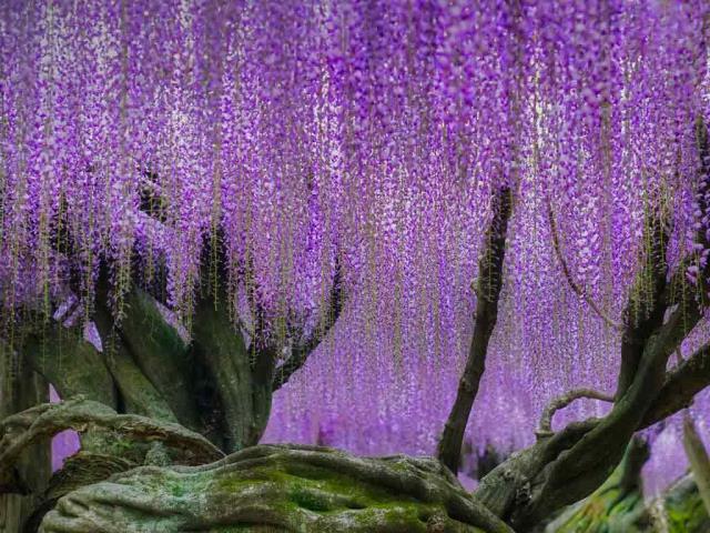 河内藤园里梦幻的紫藤花，日本北九州市