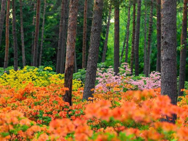 赫尔辛基的哈加杜鹃花公园，芬兰