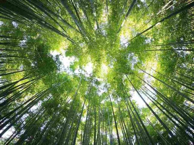 古瓦哈提的竹子，印度阿萨姆邦