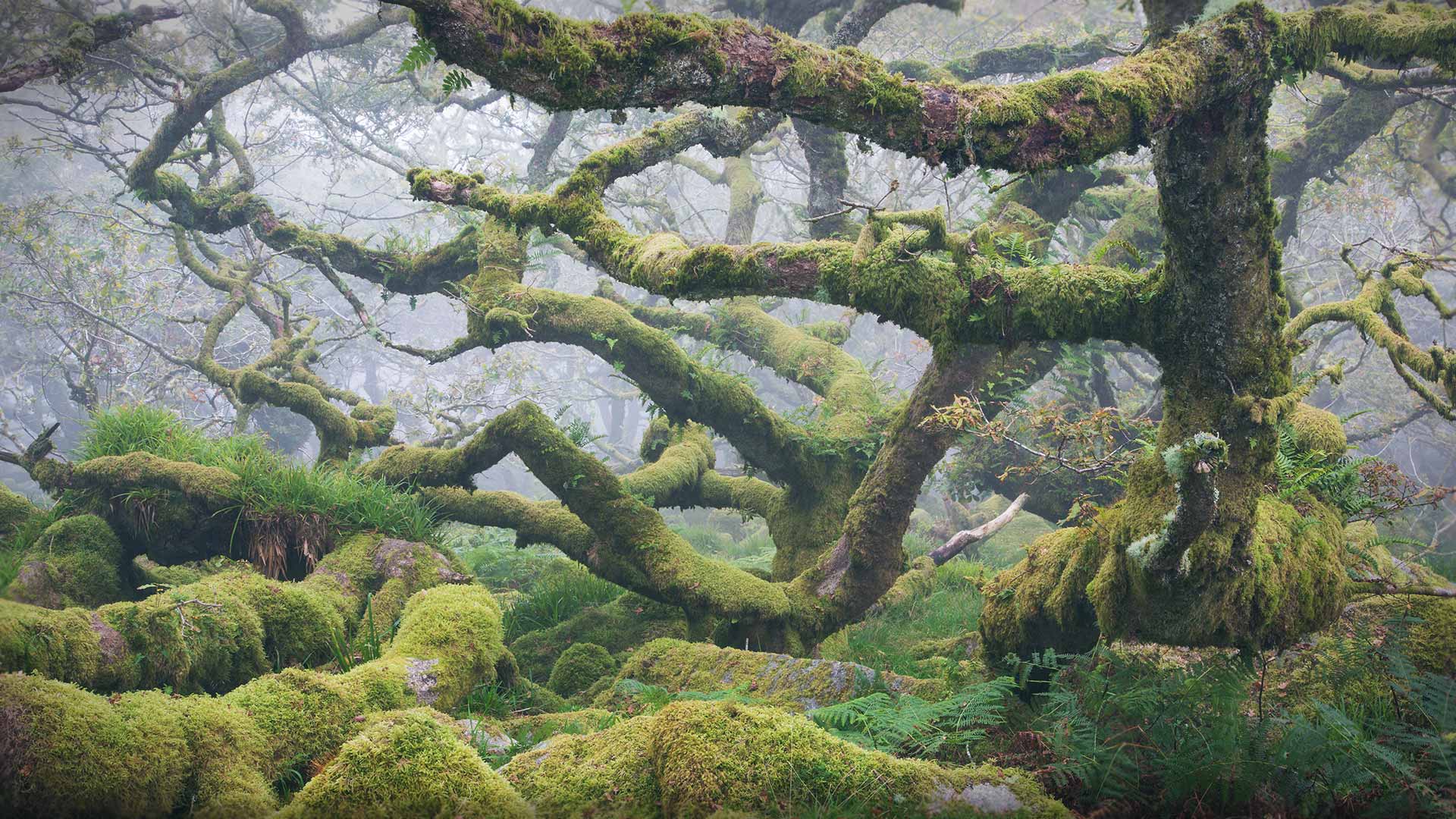 多弗勒山-松达尔国家公园的麝牛与她的宝宝，挪威