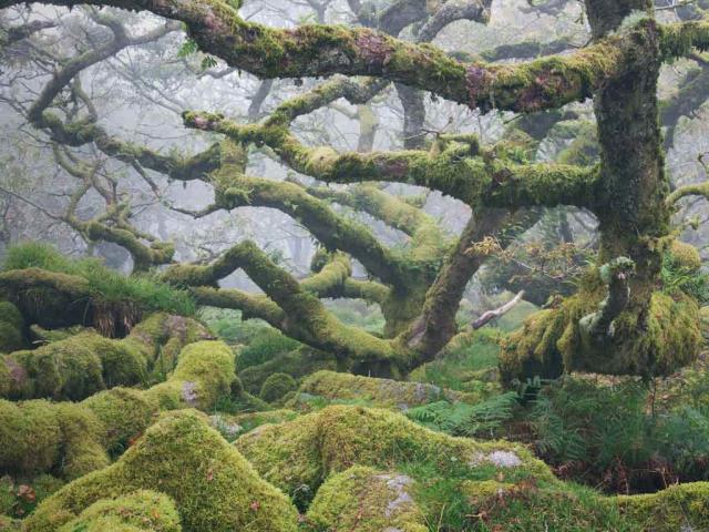 多弗勒山-松达尔国家公园的麝牛与她的宝宝，挪威