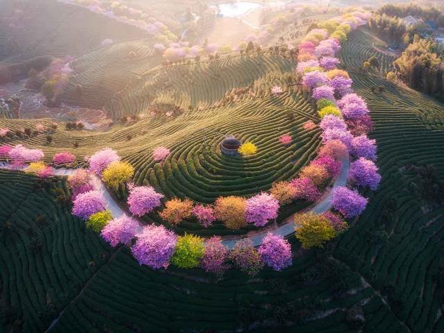 永福樱花园，福建省龙岩市, 中国