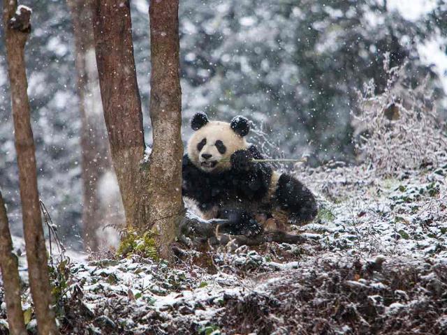 成都大熊猫繁育研究基地，中国