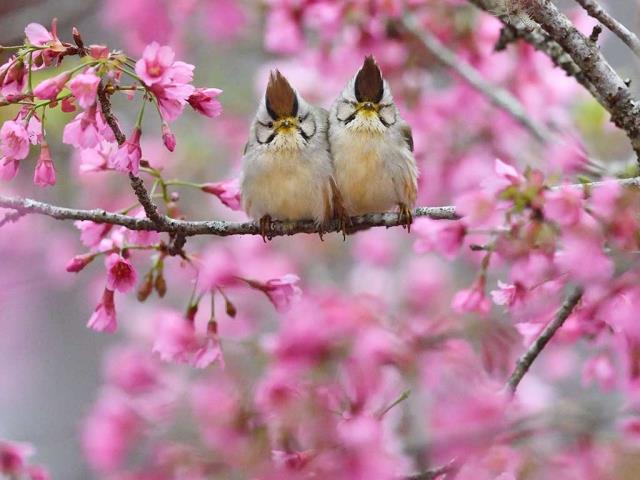 褐头凤鹛