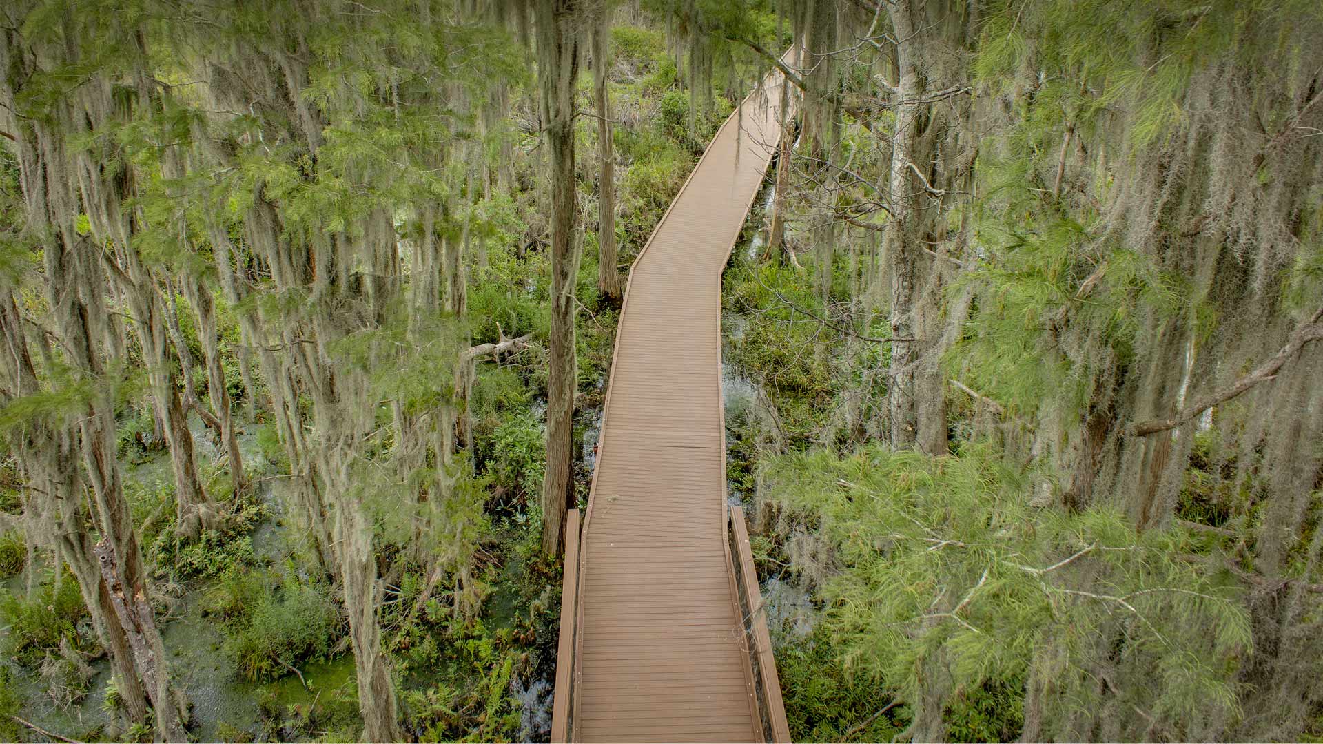 奥克弗诺基沼泽木板路上的西班牙苔藓，佐治亚州，美国