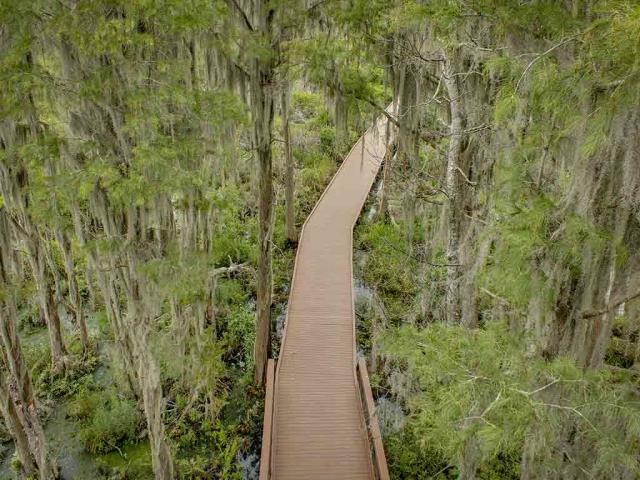 奥克弗诺基沼泽木板路上的西班牙苔藓，佐治亚州，美国