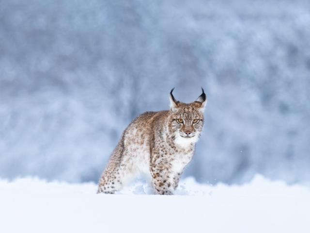 雪中的欧亚猞猁