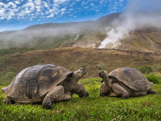 阿尔塞多火山象龟, 伊莎贝拉岛, 加拉帕戈斯群岛，厄瓜多尔