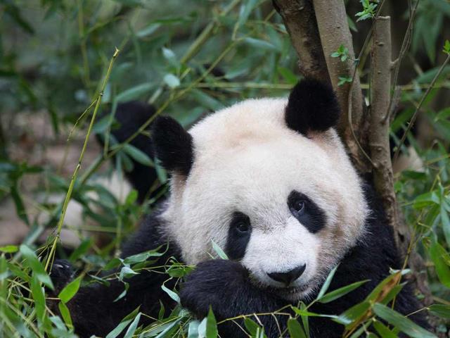 正在吃竹子的大熊猫，中国成都