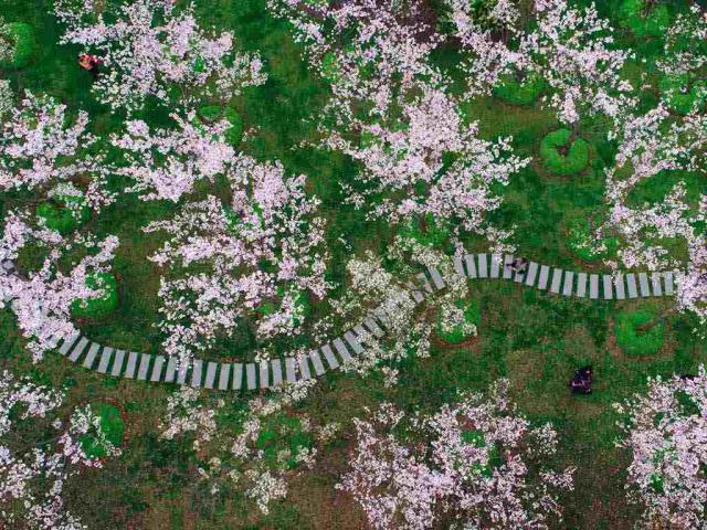 上海的樱花，中国