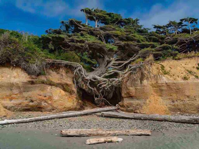卡拉洛奇树，又名生命之树，卡拉洛奇海滩，奥林匹克国家公园，华盛顿州，美国