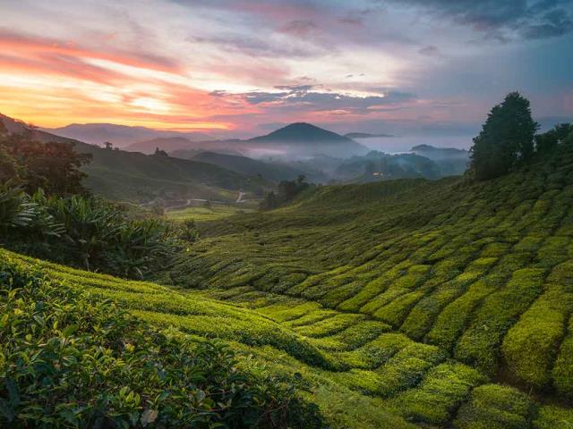 卡梅隆高地茶园，马拉西亚