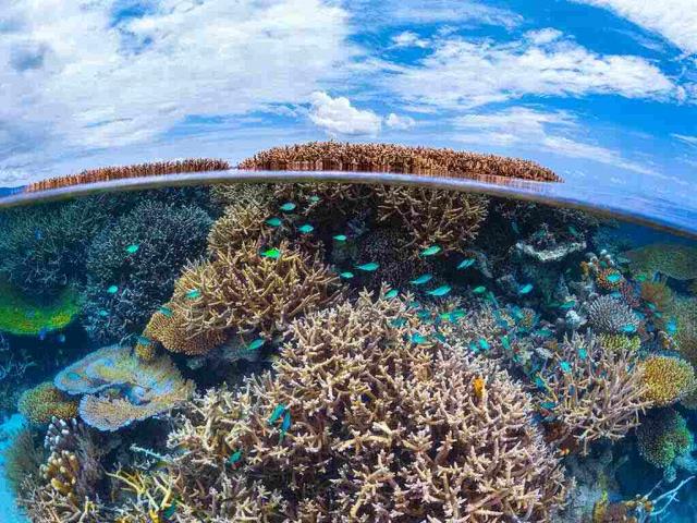 Coral reef in the Indian Ocean, Mayotte, France