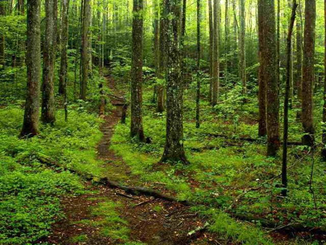 大烟山国家公园的森林小道，田纳西州，美国