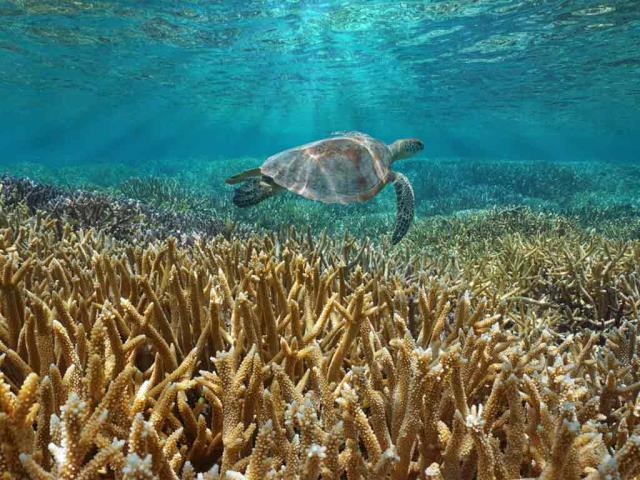 一只绿海龟在太平洋中游泳，法国海外属地新喀里多尼亚