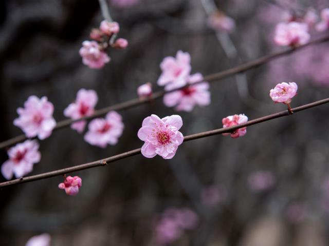 中国的梅花