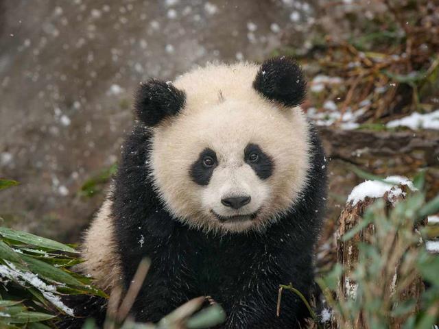 雪地里的大熊猫宝宝，中国