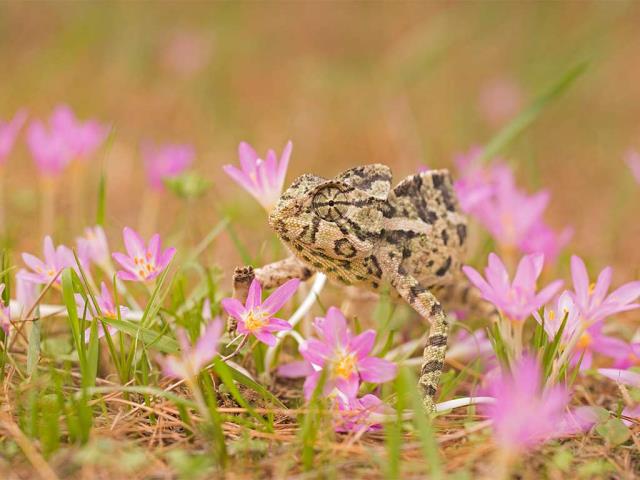 普通变色龙