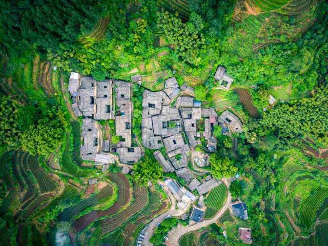 杨家塘村茶园，松阳县，中国