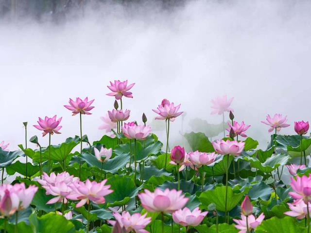 雾中莲花，中国佛山