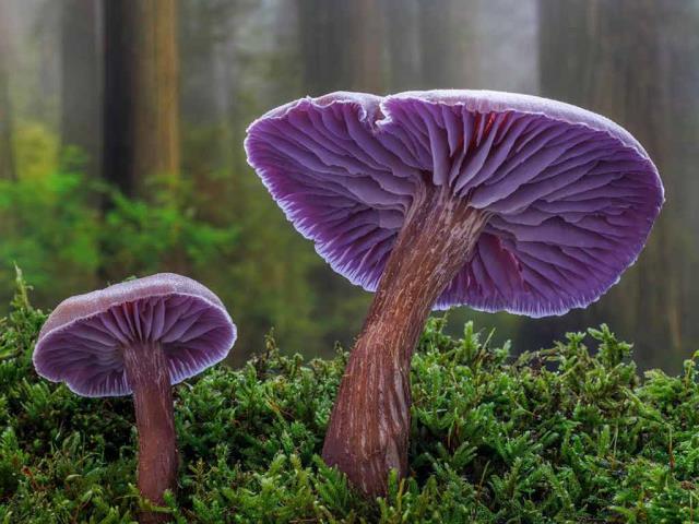 紫蜡蘑，西贝克，华盛顿州，美国