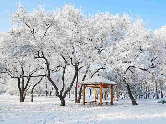 美丽的雾凇景色，大庆市，黑龙江省，中国