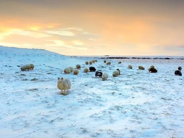 绵羊在雪地里吃草，冰岛