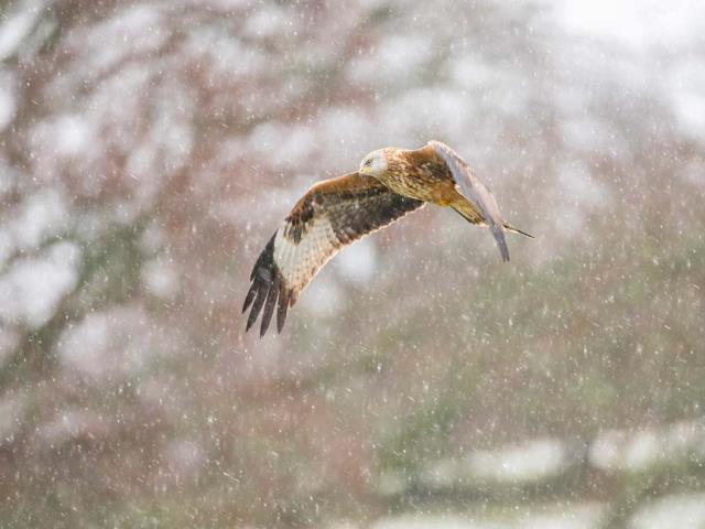 雪中​​的红鸢