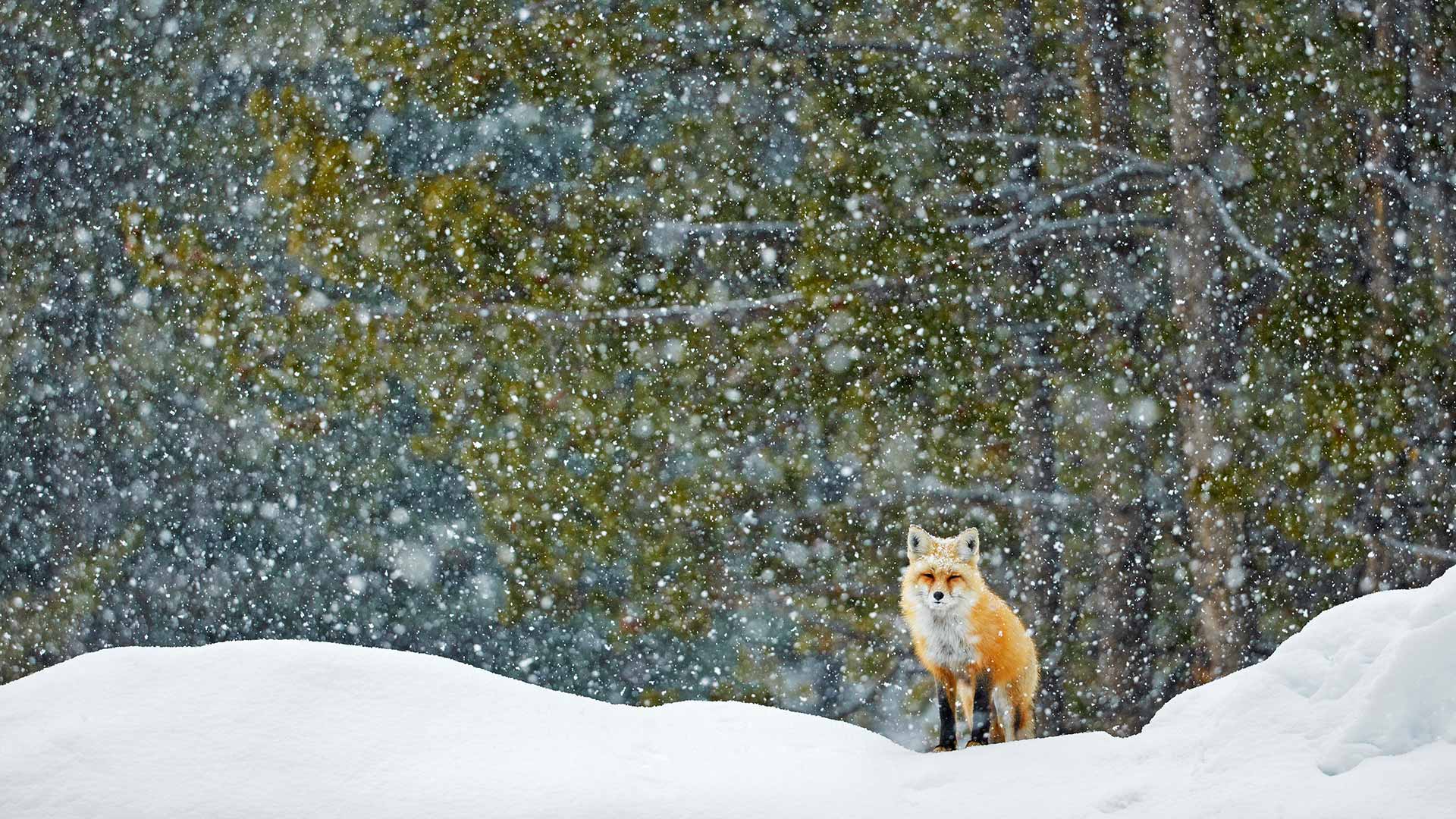 一只红狐狸站在雪地里，大提顿国家公园，怀俄明州，美国