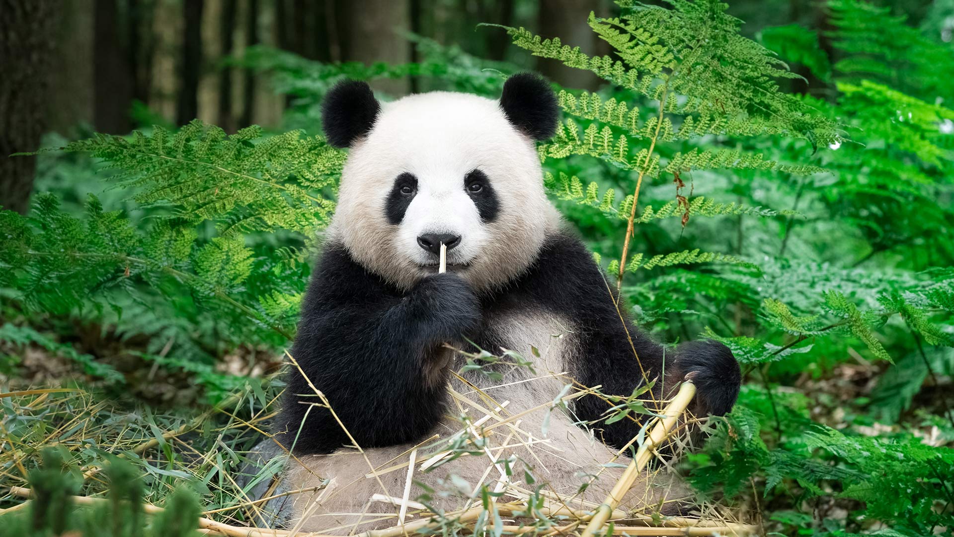 正在吃竹子的大熊猫，中国