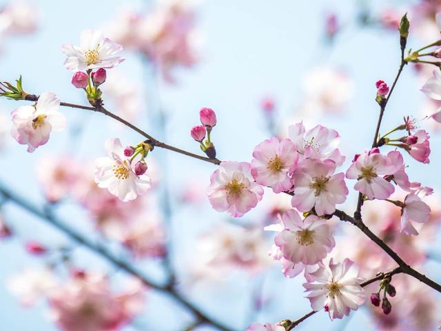 春日樱花，上海，中国