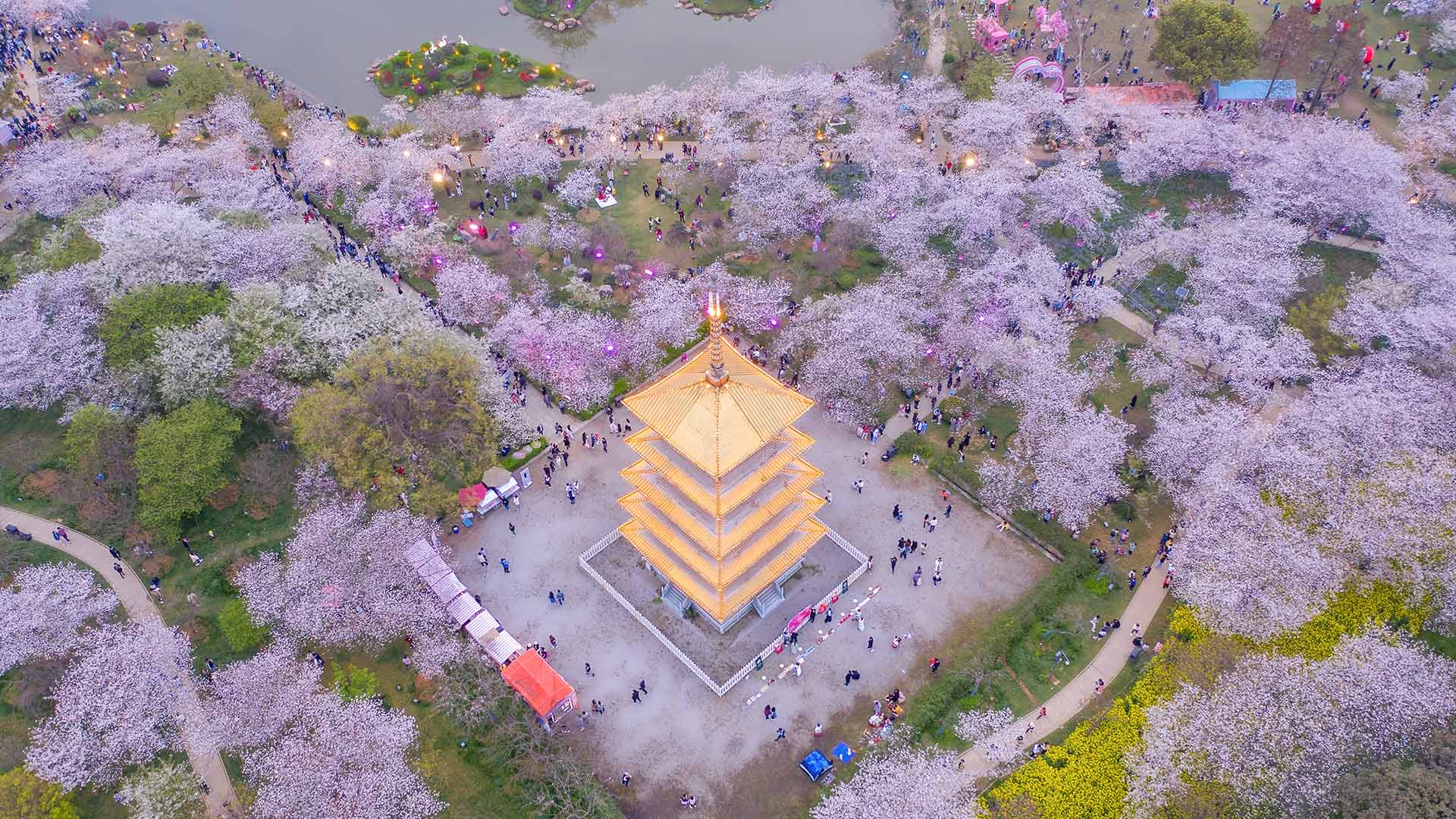 东湖樱花园的樱花，武汉，中国