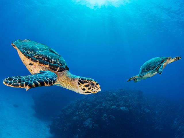 七英里海滩附近的玳瑁海龟伴侣，大开曼岛，开曼群岛