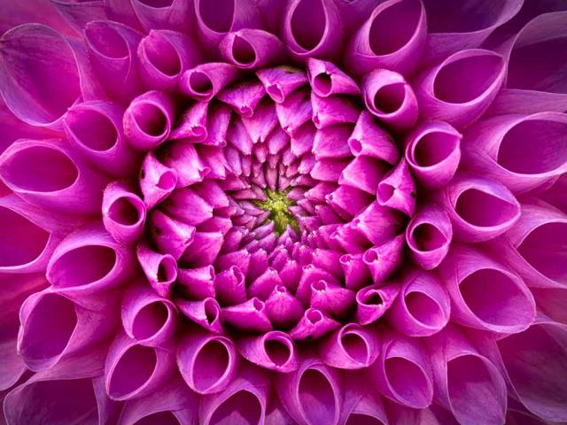 粉红色大丽花