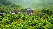 中国，长兴县的竹林和茶馆