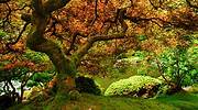 俄勒冈州，波特兰日本花园