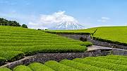 日本，静冈市的茶园