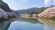 日本，九州岛的樱花