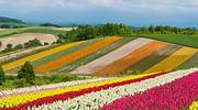日本，北海道，四季彩之丘