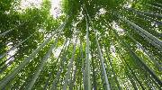 日本，嵯峨野竹林