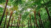 泰国，因他农山国家公园中高大的蕨类植物